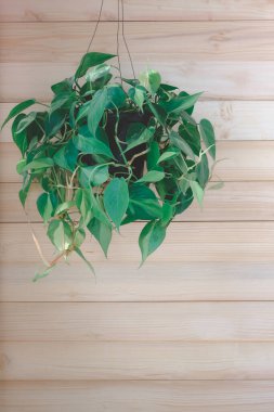 Philodendron Brasil (Philodendron Hederaceum Scandens Brasil) tahta duvara asılır. Çiçek saksısında sarı çizgili tropik sürüngen bitkisi. Meşe duvarda yeşil ev bitkisi, modern iç dekorasyon.