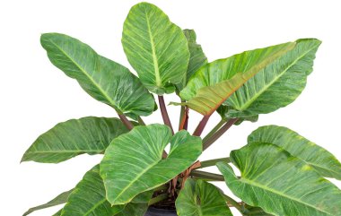Philodendron (Philodendron sp. Ruaysap, Philodendron cinsinin alt cinsidir. Süslü bitkiler tropikal bahçe dekorasyonu için saksıda. Yeşil ağaç saksısı, beyaz arka planda izole edilmiş ev bitkisi