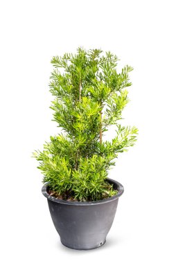 Podocarpus polystachyus tropikal ağacı (Sea Teak, Jati Laut, Jati Bukit, Podo Laut, Setada, Sentada, Sintada) PODOCARPACEAE aile bitkisi. Saksıdaki saksı. Çiçek saksısı beyaz arkaplanda izole