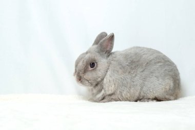 Adorable gray rabbit isolated white background. Cute fur easter bunny are rodent mammal. Sweet furry small wabbit sit on floor. Portrait baby grey funny little pet. Puppy hare long ears animal