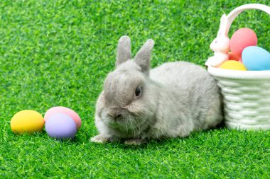 Adorable gray rabbit with colorful egg easter basket isolated on green grass field background. Cute fur easter bunny. Sweet furry small wabbit. Portrait baby funny pet. Puppy easter festival kid