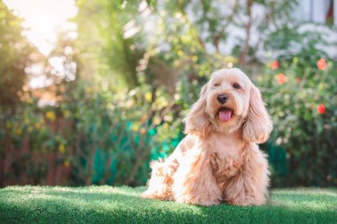 Happy Cockapoo dog sit on green grass. Puppy Cockapoo or adorable cocker is mixed breeding animal (brown fur Cocker Spaniel, Poodle) Funny hairy canine. Cute Cocker dog in garden blurry background clipart