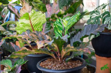Anthurium Renaissance (Flamingo Flower,Tail Flower) ornamental plant in pot on natural background. Exotic colorful variegated leaf, tropical tree decoration flowerpot in garde