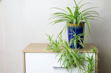Fresh Spider Plant (Chlorophytum bichetii) with drops in blue ceramic pot, isolated on white wall background. Colourful flowerpot blooming on wooden cabinet, home or office interior decoration clipart