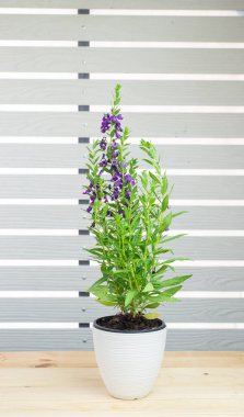 Angelonia goyazensis, Digitalis solicariifolia in pot on wood table. Mor Aslanağzı çiçeği açan, izole beyaz duvar arkaplanı. Güzel çiçek saksısı bahçe iç dekorasyonu