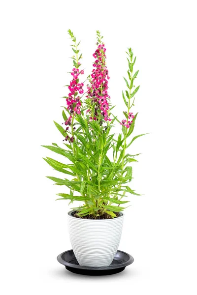 stock image Angelonia goyazensis or Digitalis solicariifolia in pot. Pink Snapdragon flower blooming, isolated on white background. House plant for garden home interior decoration. Beautiful blossom flowerpot