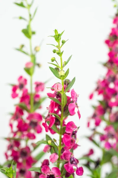 Angelonia goyazensis, Digitalis solicariifolia flower closeup. Pink Snapdragon flower blooming, isolated on white wall background. Beautiful blossom flowerpot for garden or home interior decoration