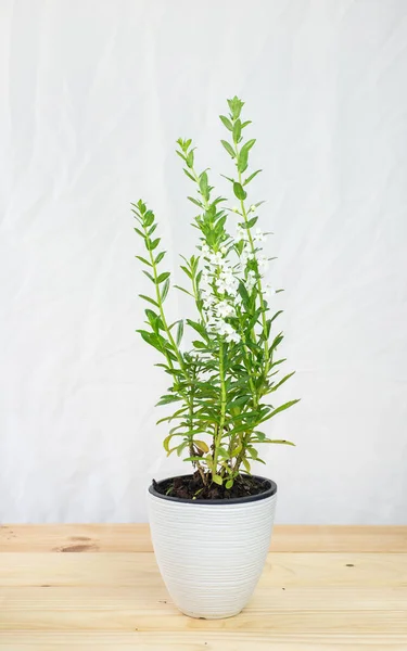 Angelonia Goyazensis Digitalis Solicariifolia Pot Flor Snapdragon Branco Florescendo Isolado — Fotografia de Stock
