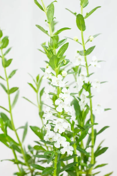 Angelonia goyazensis, Digitalis solicariifolia flower closeup. White Snapdragon flower blooming, isolated on white wall background. Beautiful blossom flowerpot for garden or home interior decoration