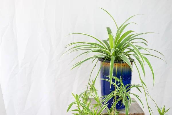 Fresh Spider Plant Chlorophytum Bichetii Com Gotas Vaso Cerâmica Azul — Fotografia de Stock