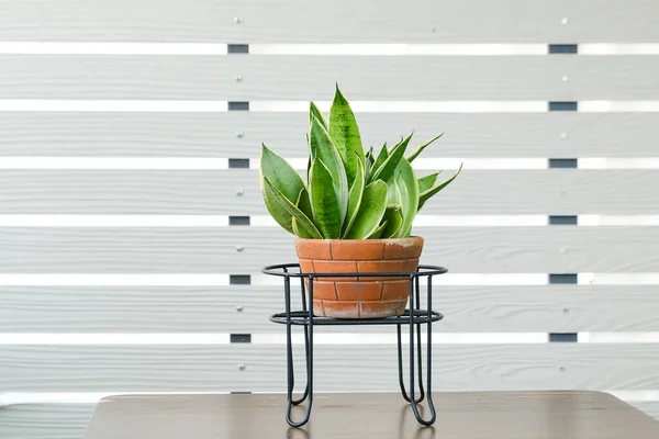Snake plant or Bowstring Hemp, Devil Tongue (Sansevieria trifasciata) in clay pot on white pattern wall background, on wooden table. Small evergreen houseplant for modern home decor interior desig