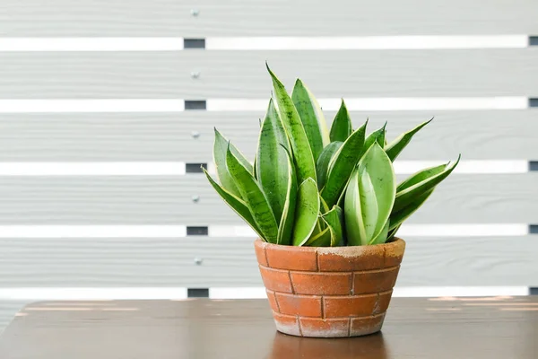 Snake plant or Bowstring Hemp, Devil Tongue (Sansevieria trifasciata) in clay pot on white pattern wall background, on wooden table. Small evergreen houseplant for modern home decor interior desig
