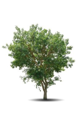 Beyaz arka planda izole edilmiş tek büyük ağaç. Reklam için tropik ahşap fabrikası, mimari tasarım, kırpma yolu. Yeşil yaprak ormanı ve yapraklar. Büyük gövde büyümesi İlkbahar ya da yaz aylarında