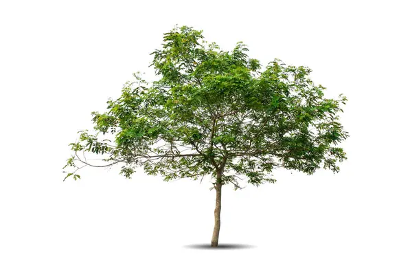 Einzelner Großer Baum Isoliert Auf Weißem Hintergrund Tropenholzanlage Für Werbung — Stockfoto