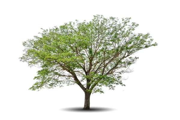 Ett Enda Stort Träd Isolerat Vit Bakgrund Tropiska Trä Anläggning — Stockfoto