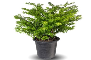 Beyaz arka planda izole edilmiş, dekoratif kapta canlı bitki yetiştiren Wrightia Reliosa. Tropik renkli egzotik yemyeşil bitkiler. En az yaratıcı iç mekan için ağaç yaprağı, bahçe dekorasyonu