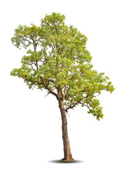 Canlı yapraklar, beyaz arka planda izole edilmiş büyük ağaç Shorea obtusa. Evergreen vahşi sandık tasarım için. Tropikal renkli egzotik yemyeşil bitki. Ağaç yeşili bahçe dekorasyonu. Orman mevsimi
