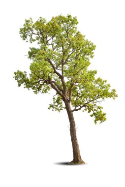 Canlı yapraklar, beyaz arka planda izole edilmiş büyük ağaç Shorea obtusa. Evergreen vahşi sandık tasarım için. Tropikal renkli egzotik yemyeşil bitki. Ağaç yeşili bahçe dekorasyonu. Orman mevsimi