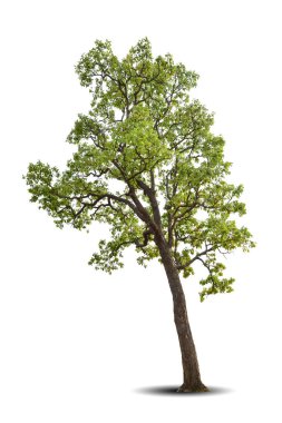 Canlı yapraklar, beyaz arka planda izole edilmiş büyük ağaç Shorea obtusa. Evergreen vahşi sandık tasarım için. Tropikal renkli egzotik yemyeşil bitki. Ağaç yeşili bahçe dekorasyonu. Orman mevsimi