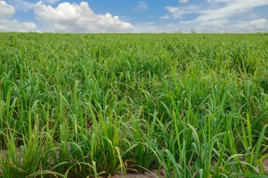 Bahar mevsiminde kır yolu ve yeşil tarım arazisi. Mavi gökyüzü arka planlı şeker kamışı tarlası. Tarım ve beyaz bulutlar. Yeşil taze çimenler tepeleri kaplıyor.