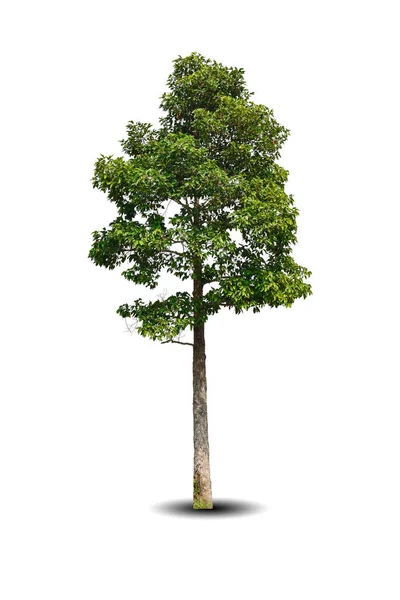 Canlı Yapraklar Beyaz Arka Planda Izole Edilmiş Büyük Bir Ağaç — Stok fotoğraf