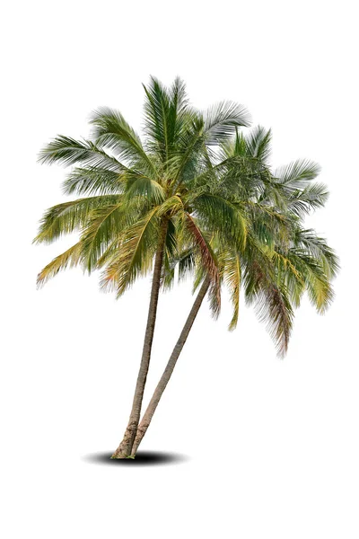 Lebendiges Laub Zwei Große Baum Kokosnuss Isoliert Auf Weißem Hintergrund — Stockfoto