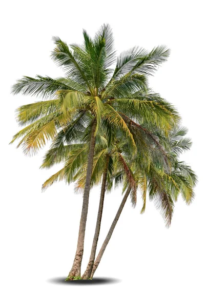 生机勃勃的叶子 有三棵大树核 在白色的背景上隔离开来 用于设计的常绿棕榈树 热带五彩缤纷的异国植物 绿叶花园装饰 森林木材夏季海滩季节 — 图库照片