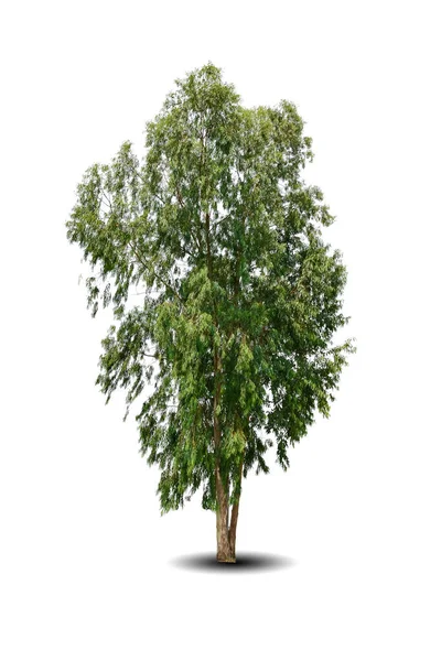 Canlı Yapraklar Beyaz Arka Planda Izole Edilmiş Büyük Bir Ağaç — Stok fotoğraf