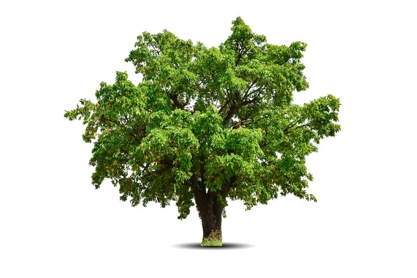 Яскраве Листя Самотнє Велике Дерево Ізольоване Білому Тлі Вічнозелений Дикий — стокове фото