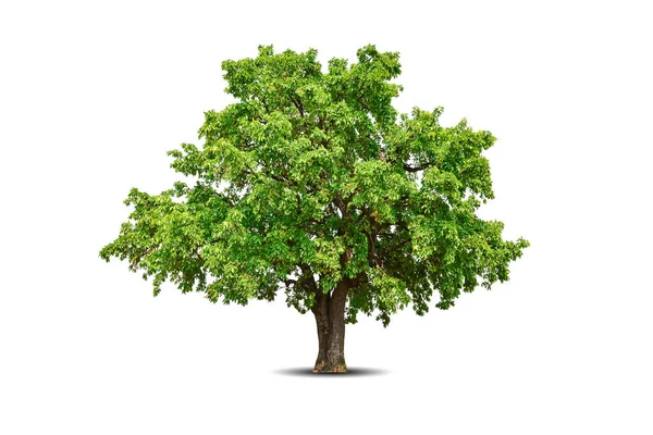 白い背景に隔離された鮮やかな葉の単一の大きい木 デザインのためのエバーグリーンワイルドトランク 熱帯カラフルなエキゾチックなラッシュプラント 木の緑の葉の庭の装飾 夏季フォレストウッド — ストック写真