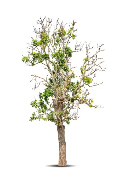 Rama Seca Gran Árbol Muerto Con Tallo Corteza Oscura Agrietado — Foto de Stock