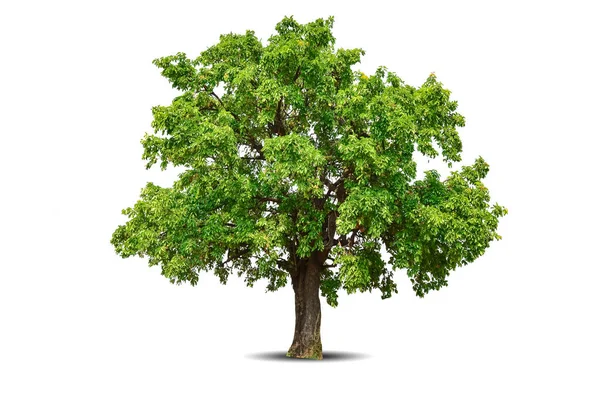白い背景に隔離された鮮やかな葉の単一の大きい木 デザインのためのエバーグリーンワイルドトランク 熱帯カラフルなエキゾチックなラッシュプラント 木の緑の葉の庭の装飾 夏季フォレストウッド — ストック写真