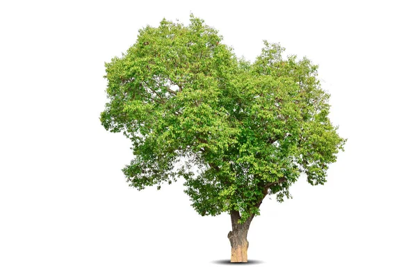 Żywe Liście Samotne Duże Drzewo Odizolowane Białym Tle Evergreen Dziki — Zdjęcie stockowe