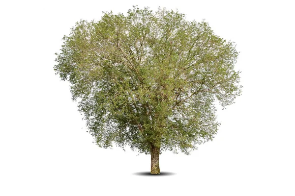 Żywe Liście Samotne Duże Drzewo Tamarindus Indica Tamarind Izolowane Białym — Zdjęcie stockowe