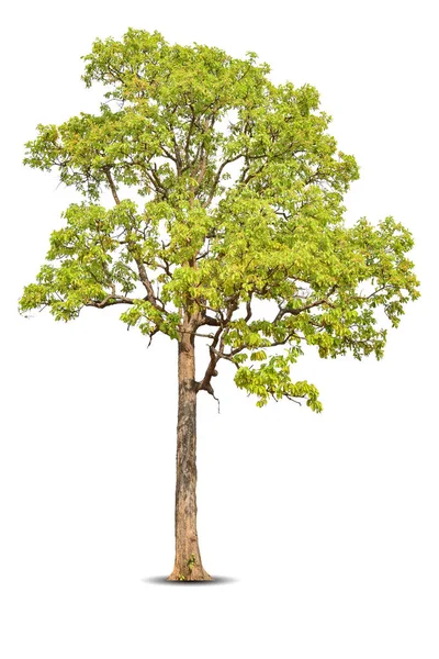 Canlı Yapraklar Beyaz Arka Planda Izole Edilmiş Büyük Ağaç Shorea — Stok fotoğraf