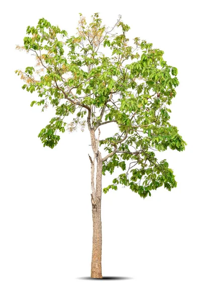 Яскраве Листя Самотнє Велике Дерево Шорія Туфуса Ізольоване Білому Тлі — стокове фото