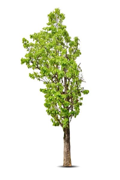 Яскраве Листя Самотнє Велике Дерево Шорія Туфуса Ізольоване Білому Тлі — стокове фото