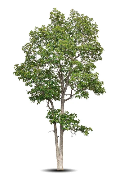 Canlı Yapraklar Beyaz Arka Planda Izole Edilmiş Büyük Ağaç Shorea — Stok fotoğraf