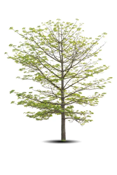 Canlı Yaprak Beyaz Arka Planda Izole Edilmiş Büyük Ağaç Bombax — Stok fotoğraf
