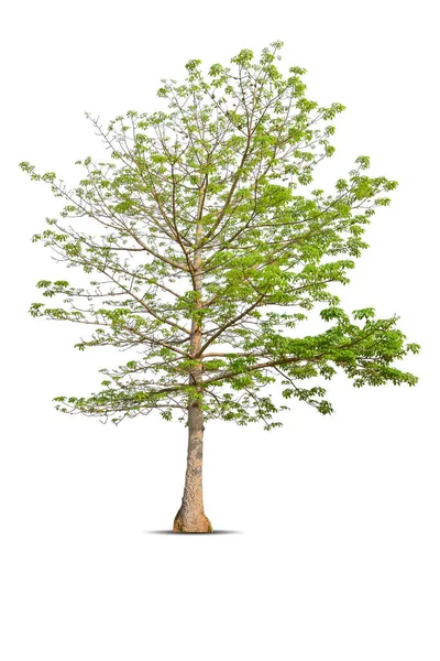 Żywe Liście Samotne Duże Drzewo Bombax Ceiba Izolowane Białym Tle — Zdjęcie stockowe