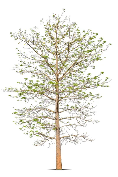 Koyu Ağaç Kabuğu Çatlamış Büyük Ölü Ağacın Kuru Dalları Beyaz — Stok fotoğraf