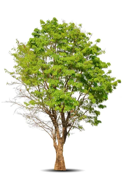 Ζωηρό Φύλλωμα Μοναχικό Μεγάλο Δέντρο Απομονωμένο Λευκό Φόντο Αειθαλής Άγριος — Φωτογραφία Αρχείου