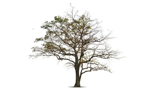 Cabang Kering Pohon Mati Besar Dengan Batang Kulit Gelap Retak — Stok Foto