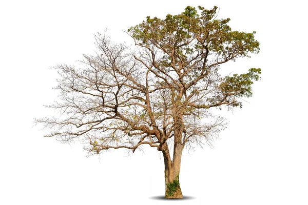Суха Гілка Великого Мертвого Дерева Тріщинами Темної Кори Стебла Прекрасне — стокове фото