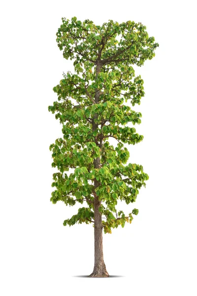Lebendiges Laub Einsamer Großer Baum Shorea Obtusa Isoliert Auf Weißem — Stockfoto