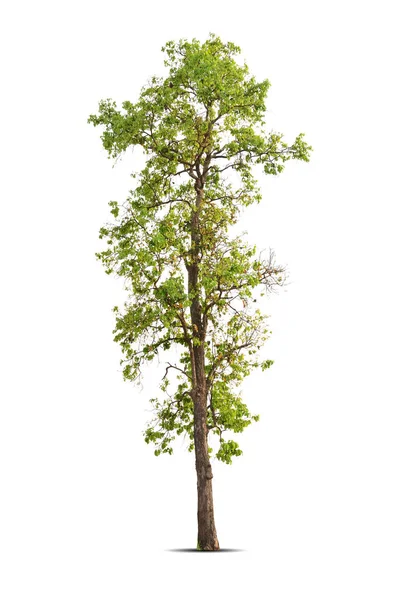 Żywe Liście Samotne Duże Drzewo Shorea Obtusa Izolowane Białym Tle — Zdjęcie stockowe