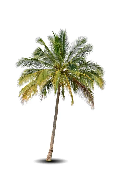 Folhagem Vibrante Solitário Árvore Grande Coco Isolado Fundo Branco Palmeira — Fotografia de Stock