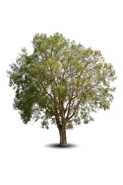 Vibrerande Lövverk Ensam Stort Träd Isolerad Vit Bakgrund Evergreen Vild — Stockfoto