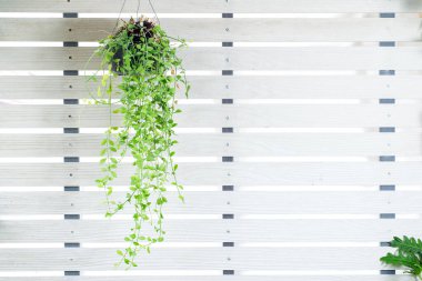 Yeşil sulu yapraklar sarmaşık çalılarında asılı epifiz bitkisine (Dischidia sp.) tırmanıyor. Beyaz arka planda yalıtılmış tropik yağmur ormanları bahçesi, yeşil arka plan sürüngen deseni.