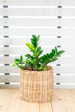 Zamioculcas zamiifolia ya da Zanzibar cevheri, tahta masada ZZ bitkisi, beyaz duvar arka planı. Ev iç tasarımı için yeşil yapraklı çiçek deseni. Bahçe ve ev kavramı